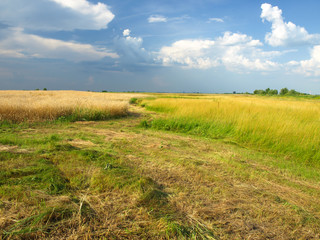 Obraz premium Summer Landscape