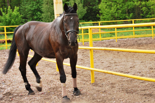 black horse