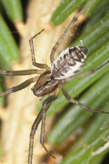 Small spider sitting on fir. Extreme close-up.