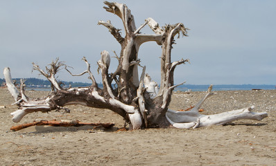 Large Driftwood tree