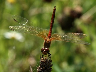 Dragon-fly