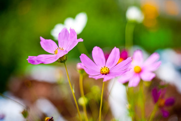 Fototapeta premium Cosmos flowers