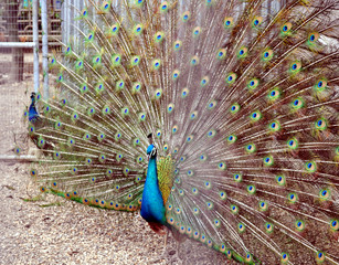 Obraz premium Peacock