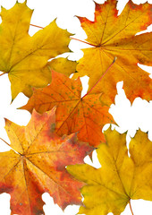 Naklejka na ściany i meble autumn maple slips