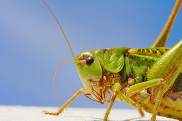 Grasshopper