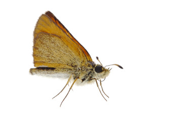 Naklejka premium Skipper butterfly