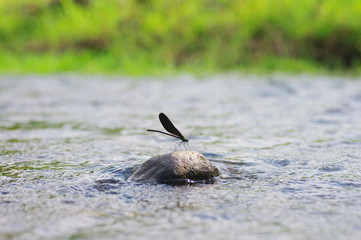 川のハグロトンボ © kelly marken