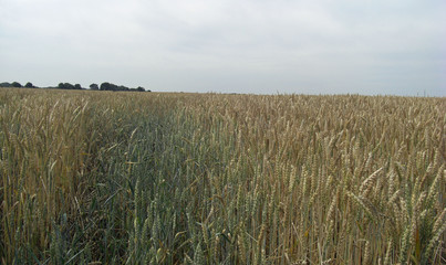 Champ de blé