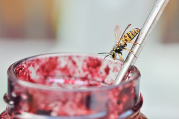 Wasp on a Spoon 1