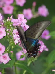 Fototapeta premium OLYMPUS DIGITAL CAMERA