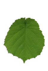 green leaf