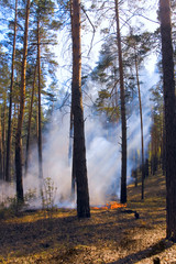 Fire in summer forest in Russia