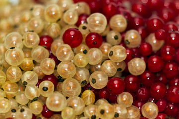 mix of white and red currants