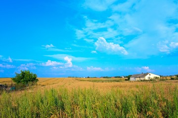 Grain fields and lonely house