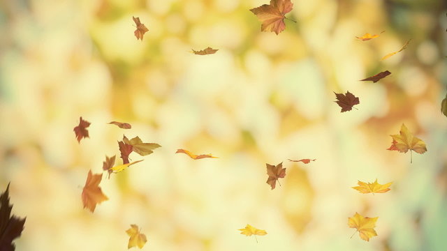 autumn falling foliage 02 - looped 3d animated background