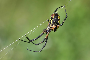 Black & Yellow Garden Spider Argiope aurantia