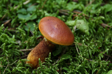 Pilz im Wald