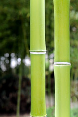 竹子