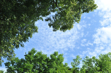 Fototapeta premium wood (forest) and sky