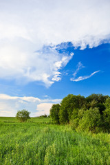 green grass blue skies
