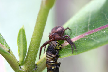 Crab Spider with Monarch Butterfly Caterpillar