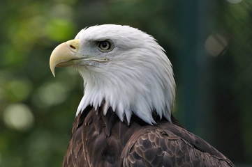 Weißkopfseeadler