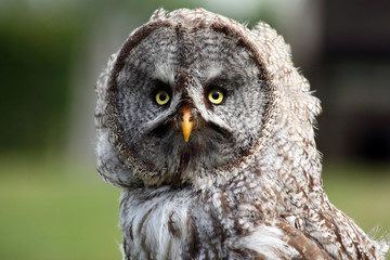 Fototapeta premium Wood Owls