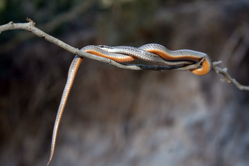 Schlange Madagaskar