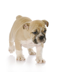 bulldog puppy