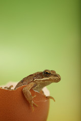 Frosch im Ei