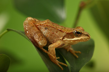 Frosch