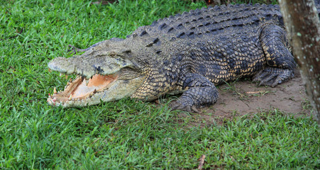 Krokodil