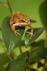 Frosch