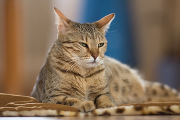 Fototapeta na wymiar Kot bengalski odpoczynku na kocu