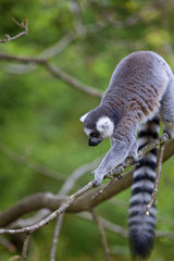 Lemur