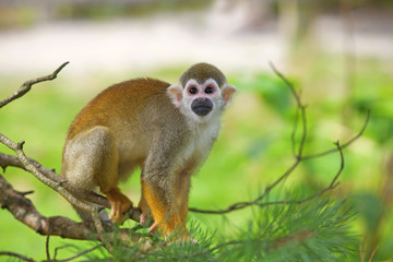 Common squirrel monkey