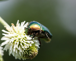 Cetonia aurata, rose chafer