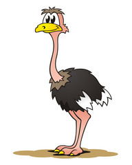Ostrich standing