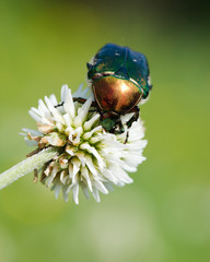 Cetonia aurata, rose chafer