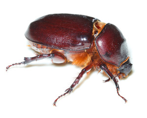 Oryctes nasicornis, European rhinoceros beetle, female