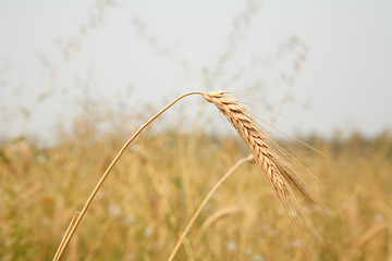 Fototapeta na wymiar Wheat ears