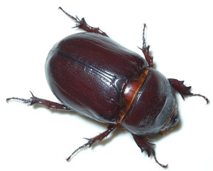 Oryctes nasicornis, European rhinoceros beetle, female