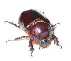Oryctes nasicornis, European rhinoceros beetle, female