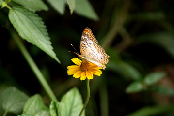 Schmetterling