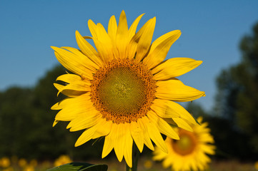 Fototapeta premium Sonnenblume