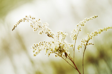 Wonderful dried flower
