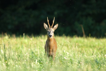 Reh, Roe deer, Capreolus capreolus