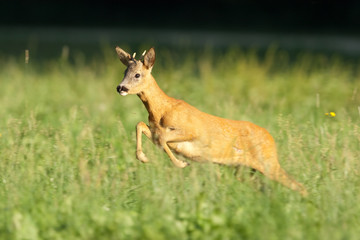 Reh, Roe deer, Capreolus capreolus © Wolfgang Kruck