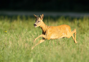 Reh, Roe deer, Capreolus capreolus