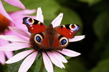 motyl © Edyta Żołędzka